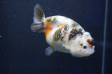 Milk Cow Ranchu  Calico 3.5 Inch (ID#1022R9a-68) Free2Day SHIPPING