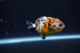 Baby Ranchu  Calico 2.5 Inch (ID#1220R9c-28) Free2Day SHIPPING