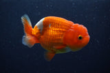 Juvenile Lionchu  Red White 3.5 Inch (ID#224R11a-12) Free2Day SHIPPING