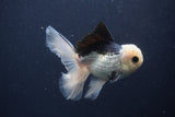 Juvenile Thai Oranda  Panda 4.5 Inch (ID#1227To13b-83) Free2Day SHIPPING