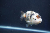 Milk Cow Ranchu  Calico 3.5 Inch (ID#1022R9a-68) Free2Day SHIPPING