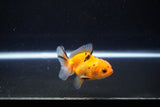 Baby Thai Oranda  Calico 2.5 Inch (ID#1108ToPTA-28) Free2Day SHIPPING