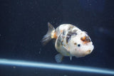 Milk Cow Ranchu  Calico 3.5 Inch (ID#1022R9a-68) Free2Day SHIPPING