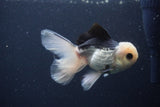 Juvenile Thai Oranda  Panda 4.5 Inch (ID#1227To13b-83) Free2Day SHIPPING