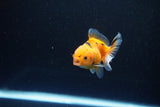 Baby Thai Oranda  Calico 2.5 Inch (ID#1108ToPTA-28) Free2Day SHIPPING