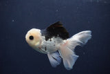 Juvenile Thai Oranda  Panda 4.5 Inch (ID#1227To13b-83) Free2Day SHIPPING