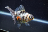 Butterfly  Calico 3.5 Inch (ID#411B8b-38) Free2Day SHIPPING