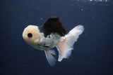 Juvenile Thai Oranda  Panda 4.5 Inch (ID#1227To13b-83) Free2Day SHIPPING