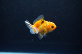 Baby Thai Oranda  Calico 2.5 Inch (ID#1108ToPTA-28) Free2Day SHIPPING