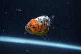 Baby Ranchu  Calico 2.5 Inch (ID#1220R9c-28) Free2Day SHIPPING