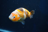 Milk Cow Ranchu  Calico 4 Inch (ID#1022R9a-69) Free2Day SHIPPING