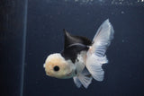 Juvenile Thai Oranda  Panda 4.5 Inch (ID#1227To13b-83) Free2Day SHIPPING