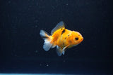 Baby Thai Oranda  Calico 2.5 Inch (ID#1108ToPTA-28) Free2Day SHIPPING