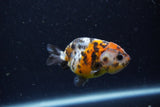 Baby Ranchu  Calico 2.5 Inch (ID#1220R9c-28) Free2Day SHIPPING