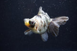 Butterfly  Calico 3.5 Inch (ID#411B8b-38) Free2Day SHIPPING