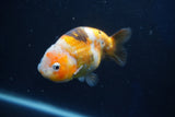 Milk Cow Ranchu  Calico 4 Inch (ID#1022R9a-69) Free2Day SHIPPING