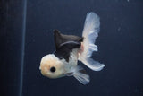 Juvenile Thai Oranda  Panda 4.5 Inch (ID#1227To13b-83) Free2Day SHIPPING