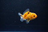 Baby Thai Oranda  Calico 2.5 Inch (ID#1108ToPTA-28) Free2Day SHIPPING