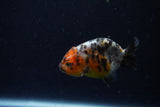 Baby Ranchu  Calico 2.5 Inch (ID#1220R9c-28) Free2Day SHIPPING