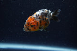 Baby Ranchu  Calico 2.5 Inch (ID#1220R9c-28) Free2Day SHIPPING