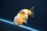 Milk Cow Ranchu  Calico 4 Inch (ID#1022R9a-69) Free2Day SHIPPING