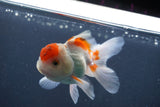 Juvenile Thai Oranda  Red White 3.5 Inch (ID#906To13b-43) Free2Day SHIPPING