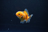 Baby Thai Oranda  Calico 2.5 Inch (ID#1108ToPTA-28) Free2Day SHIPPING