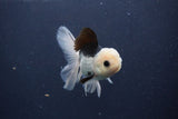 Juvenile Thai Oranda  Panda 4.5 Inch (ID#1227To13b-83) Free2Day SHIPPING