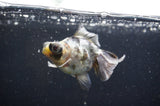 Butterfly  Calico 3.5 Inch (ID#411B8b-38) Free2Day SHIPPING