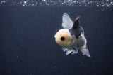 Juvenile Thai Oranda  Panda 4.5 Inch (ID#1227To13b-83) Free2Day SHIPPING