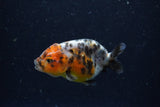 Baby Ranchu  Calico 2.5 Inch (ID#1220R9c-28) Free2Day SHIPPING