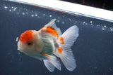 Juvenile Thai Oranda  Red White 3.5 Inch (ID#906To13b-43) Free2Day SHIPPING