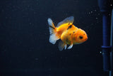 Baby Thai Oranda  Calico 2.5 Inch (ID#1108ToPTA-28) Free2Day SHIPPING