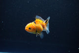 Baby Thai Oranda  Calico 2.5 Inch (ID#1108ToPTA-28) Free2Day SHIPPING