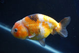 Milk Cow Ranchu  Calico 4 Inch (ID#1022R9a-69) Free2Day SHIPPING