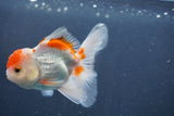 Juvenile Thai Oranda  Red White 3.5 Inch (ID#906To13b-43) Free2Day SHIPPING