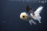 Juvenile Thai Oranda  Panda 4.5 Inch (ID#1227To13b-83) Free2Day SHIPPING