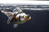 Butterfly  Calico 3.5 Inch (ID#411B8b-38) Free2Day SHIPPING
