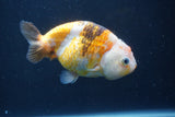 Milk Cow Ranchu  Calico 4 Inch (ID#1022R9a-69) Free2Day SHIPPING