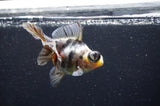 Butterfly  Calico 3.5 Inch (ID#411B8b-38) Free2Day SHIPPING