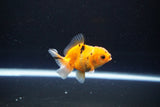 Baby Thai Oranda  Calico 2.5 Inch (ID#1108ToPTA-28) Free2Day SHIPPING