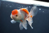 Juvenile Thai Oranda  Red White 3.5 Inch (ID#906To13b-43) Free2Day SHIPPING