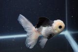 Juvenile Thai Oranda  Panda 4.5 Inch (ID#1227To13b-83) Free2Day SHIPPING