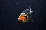 Baby Ranchu  Calico 3 Inch (ID#1220R9c-29) Free2Day SHIPPING