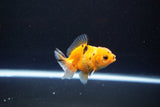 Baby Thai Oranda  Calico 2.5 Inch (ID#1108ToPTA-28) Free2Day SHIPPING