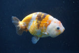 Milk Cow Ranchu  Calico 4 Inch (ID#1022R9a-69) Free2Day SHIPPING