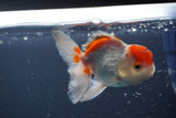 Juvenile Thai Oranda  Red White 3.5 Inch (ID#906To13b-43) Free2Day SHIPPING