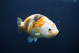 Milk Cow Ranchu  Calico 4 Inch (ID#1022R9a-69) Free2Day SHIPPING