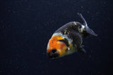 Baby Ranchu  Calico 3 Inch (ID#1220R9c-29) Free2Day SHIPPING