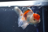 Juvenile Thai Oranda  Red White 3.5 Inch (ID#906To13b-43) Free2Day SHIPPING